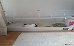 Mini Lop rabbits for sale: Male mini lop - Image 5