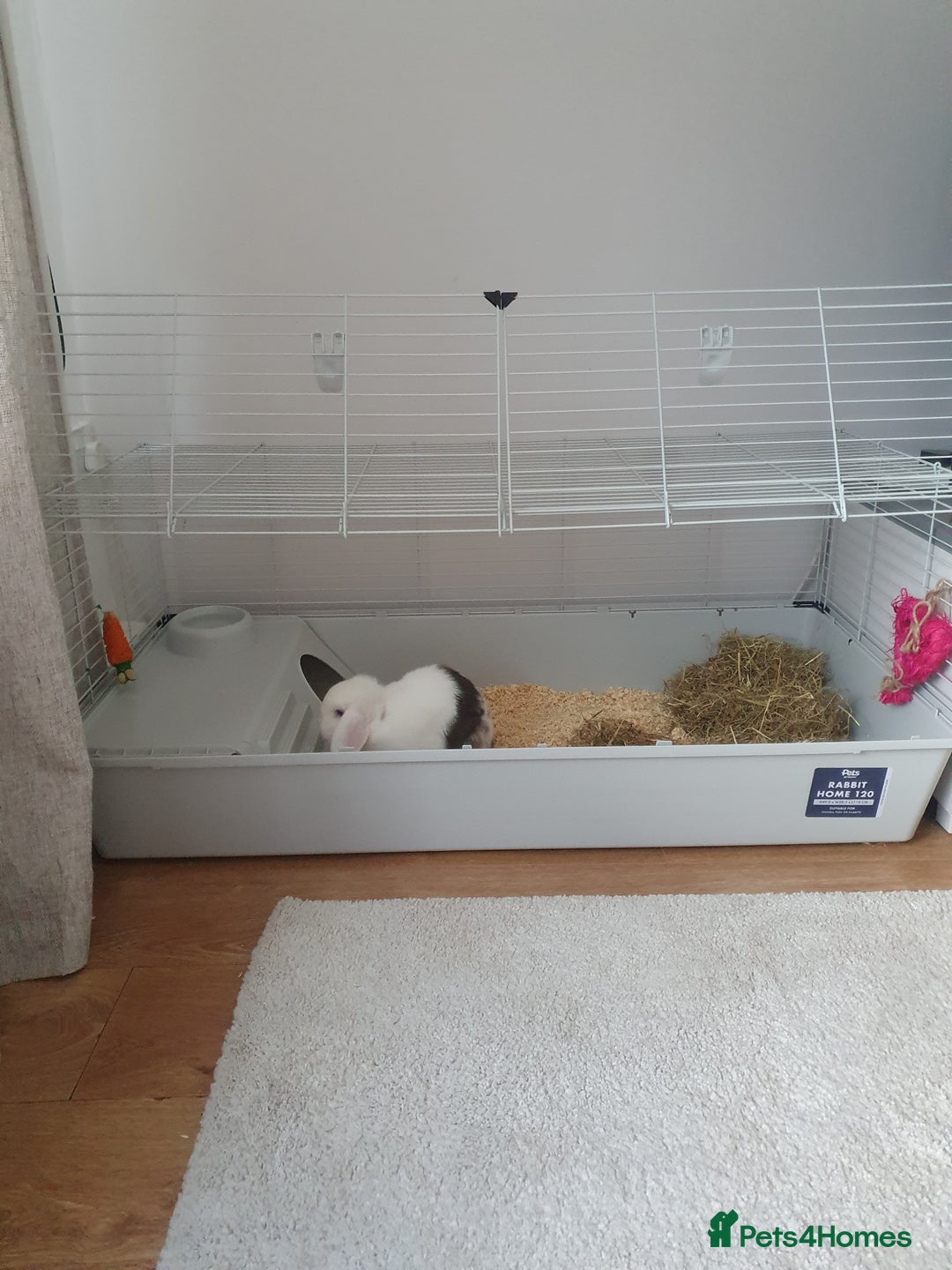 Mini Lop rabbits for sale: Male mini lop - Image 5
