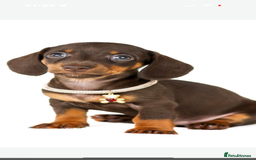 Dachshund dogs for sale: puppys - Image 2