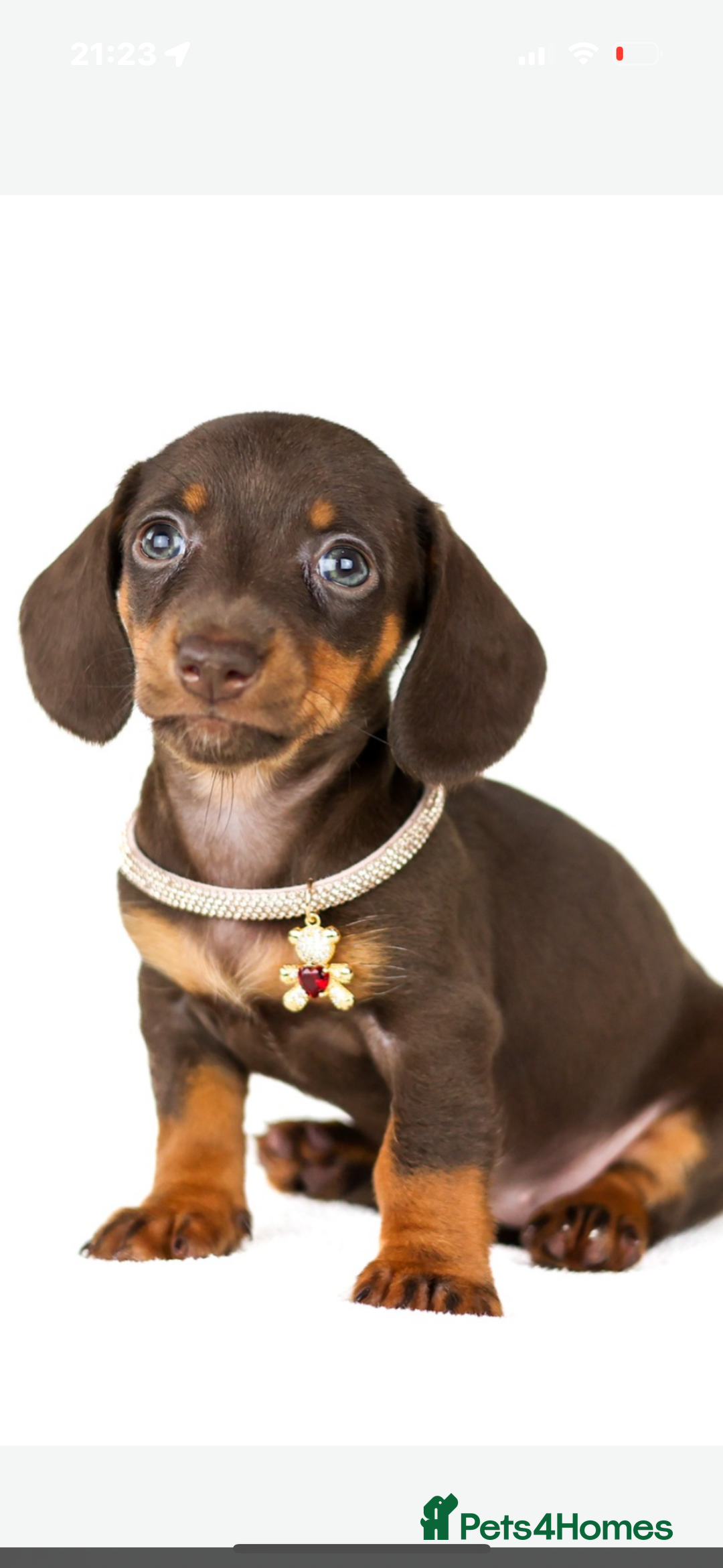 Dachshund dogs for sale: puppys - Image 2