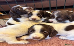 English Springer Spaniel dogs for sale: Beautiful Springer spaniel puppies  - Image 7
