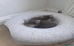 Maine Coon cats for sale: Maine Coon kittens  - Advert 28