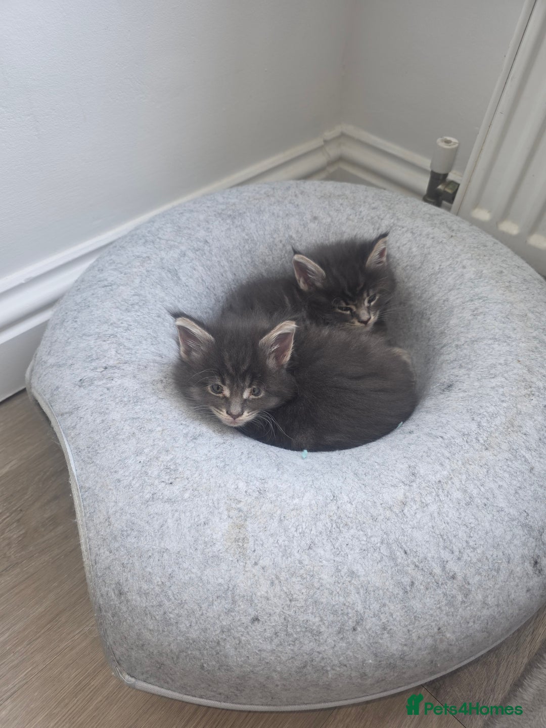 Maine Coon cats for sale: Maine Coon kittens  - Advert 28