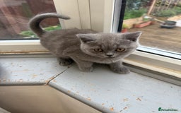 British Shorthair cats for sale: Rare Coloured British Shorthair kittens - Image 13