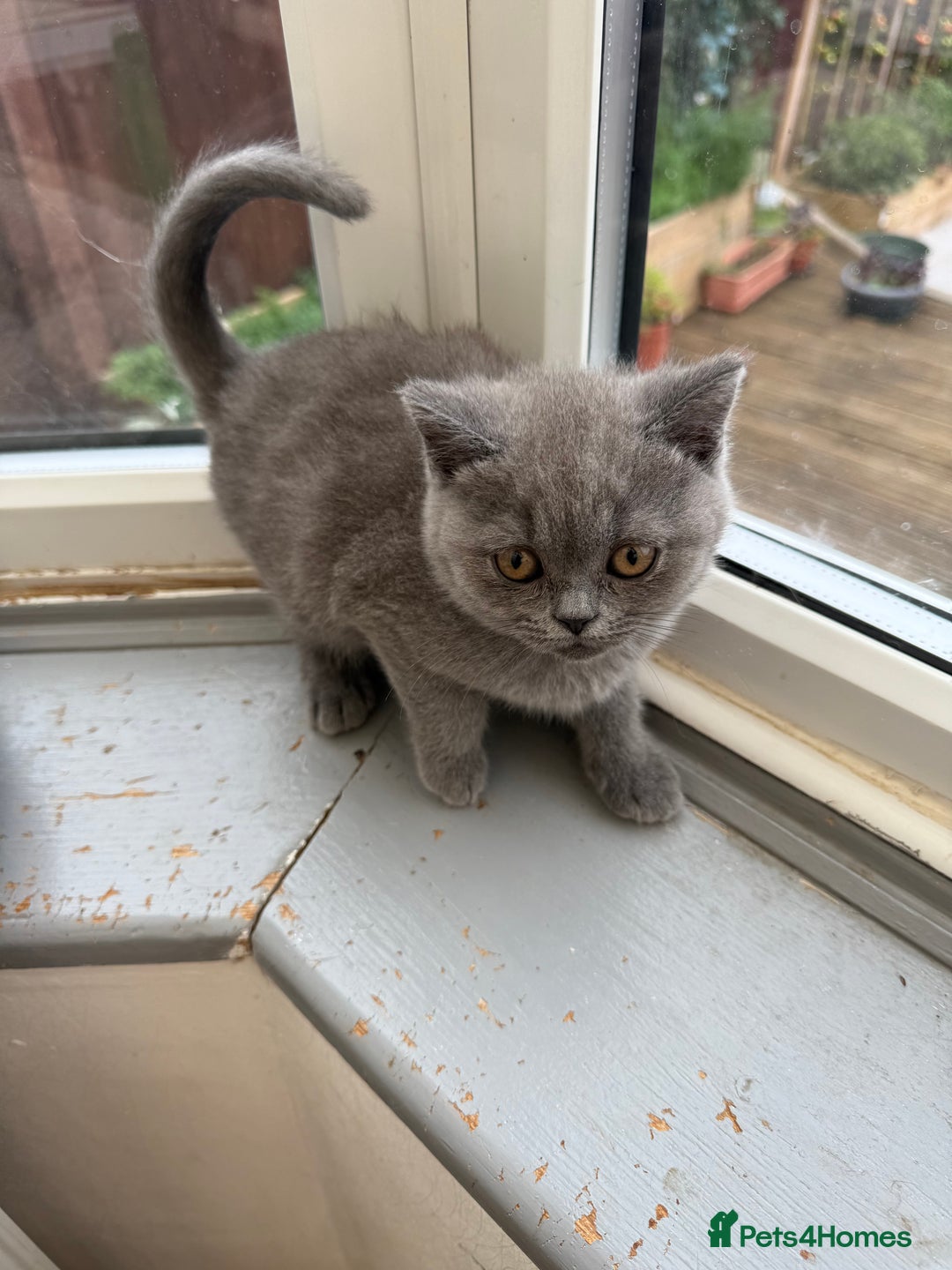 British Shorthair cats for sale: Rare Coloured British Shorthair kittens - Image 13