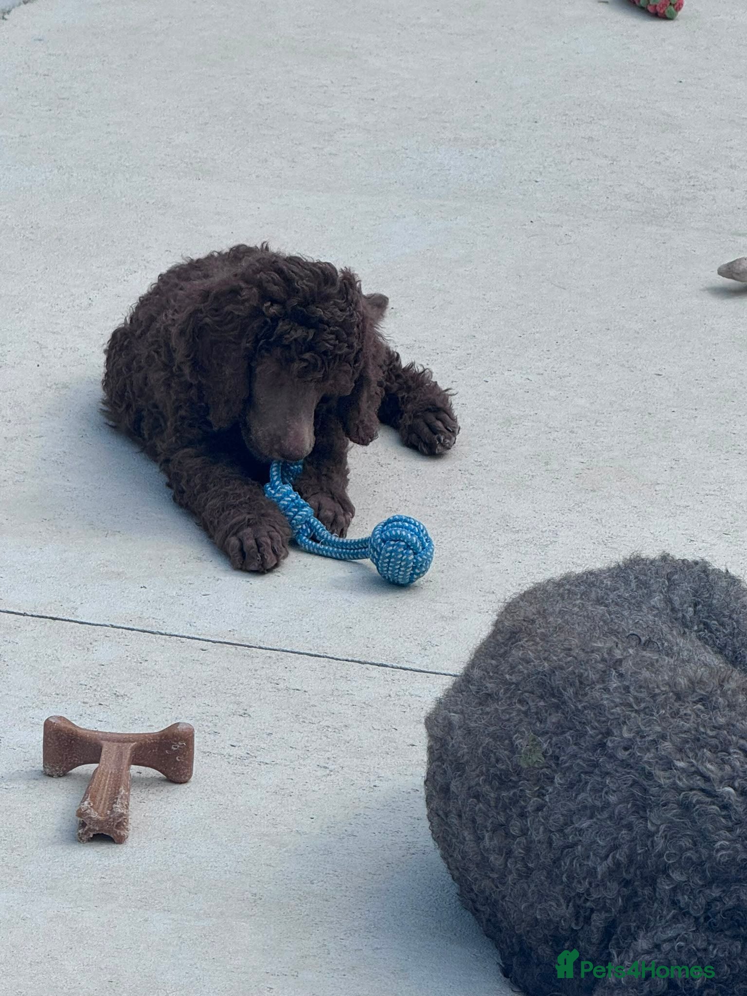 Standard Poodle dogs KC STANDARD POODLES READY Now - Advert 4
