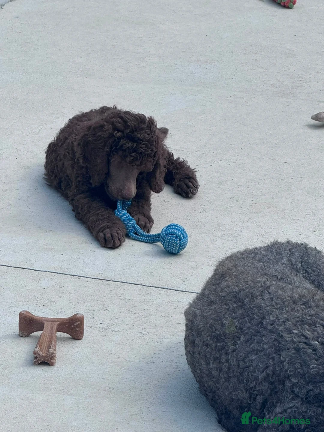 Standard Poodle dogs for sale: KC STANDARD POODLES HEALTH TESTED PARENTS  - Advert 1
