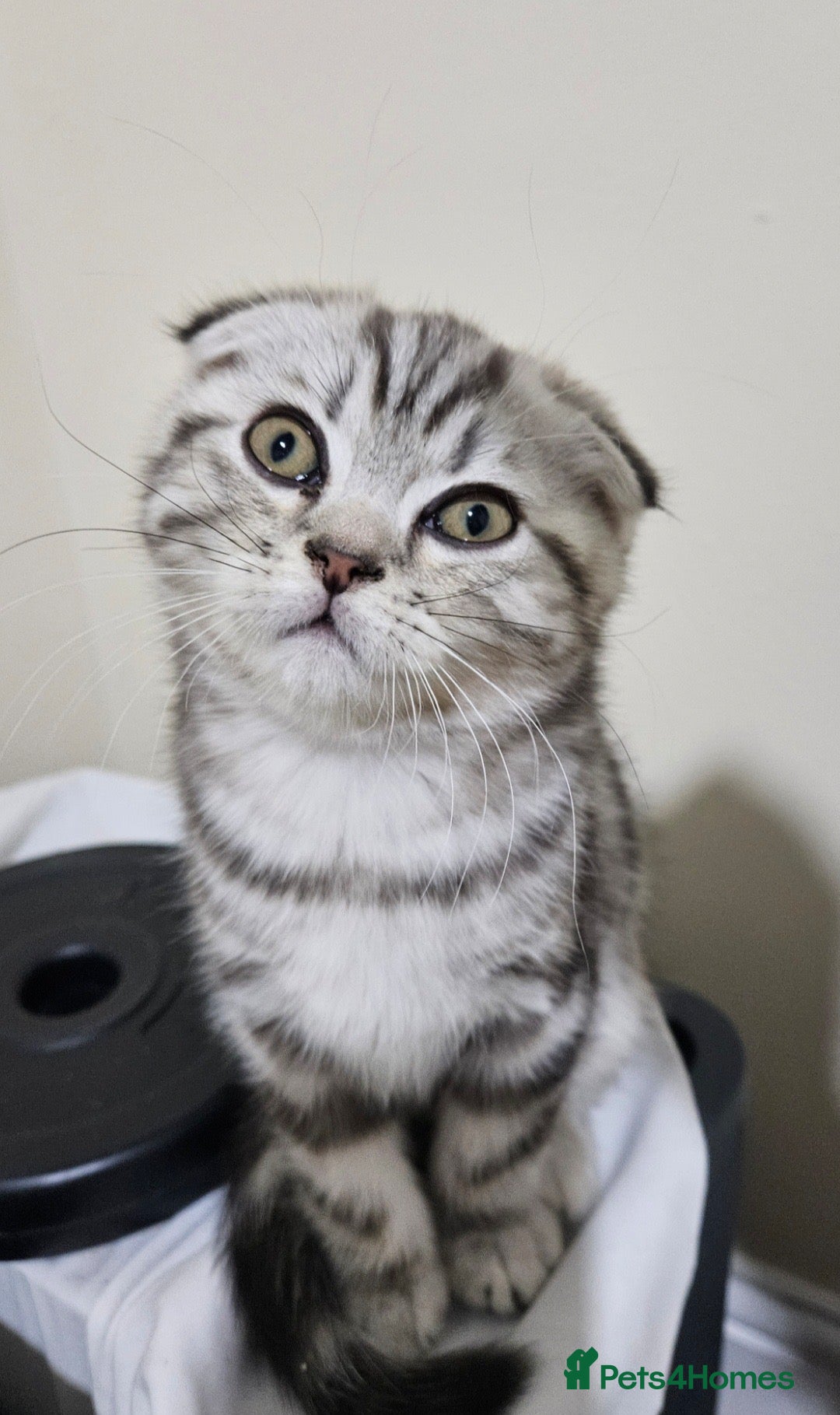 British Shorthair cats LAST LONG HAIR BRITISH SHORTHAIR X SCOTTISH FOLD  - Advert 2
