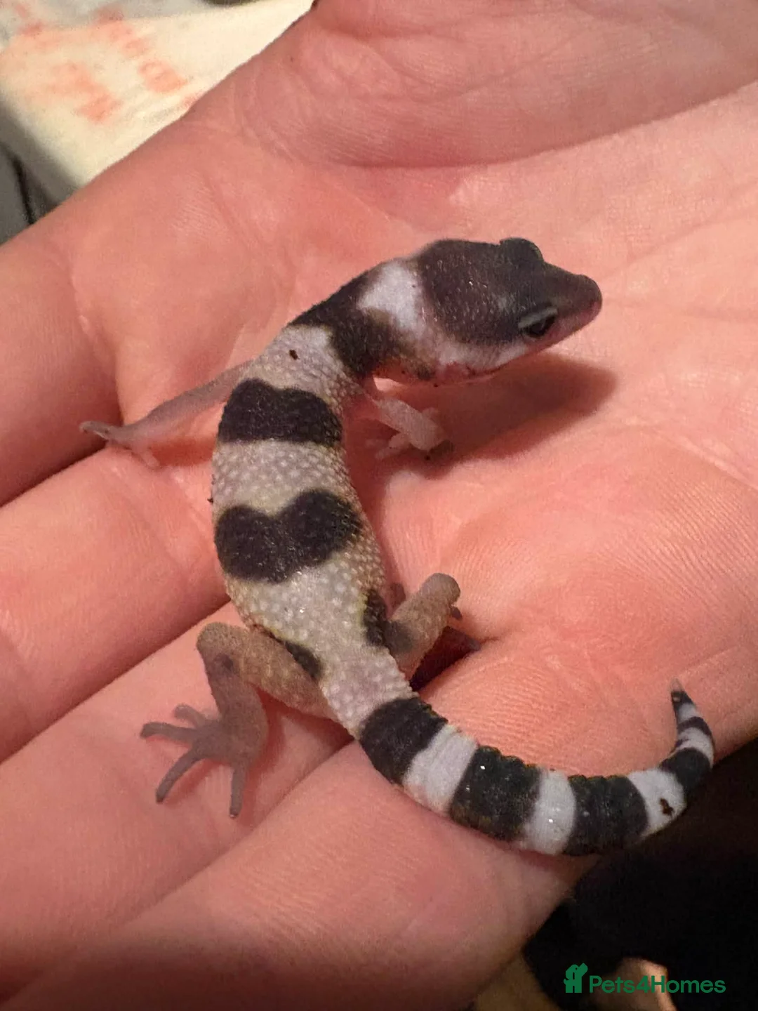 Mixed Breed reptiles for sale: Reptile bundle for sale - Advert 19