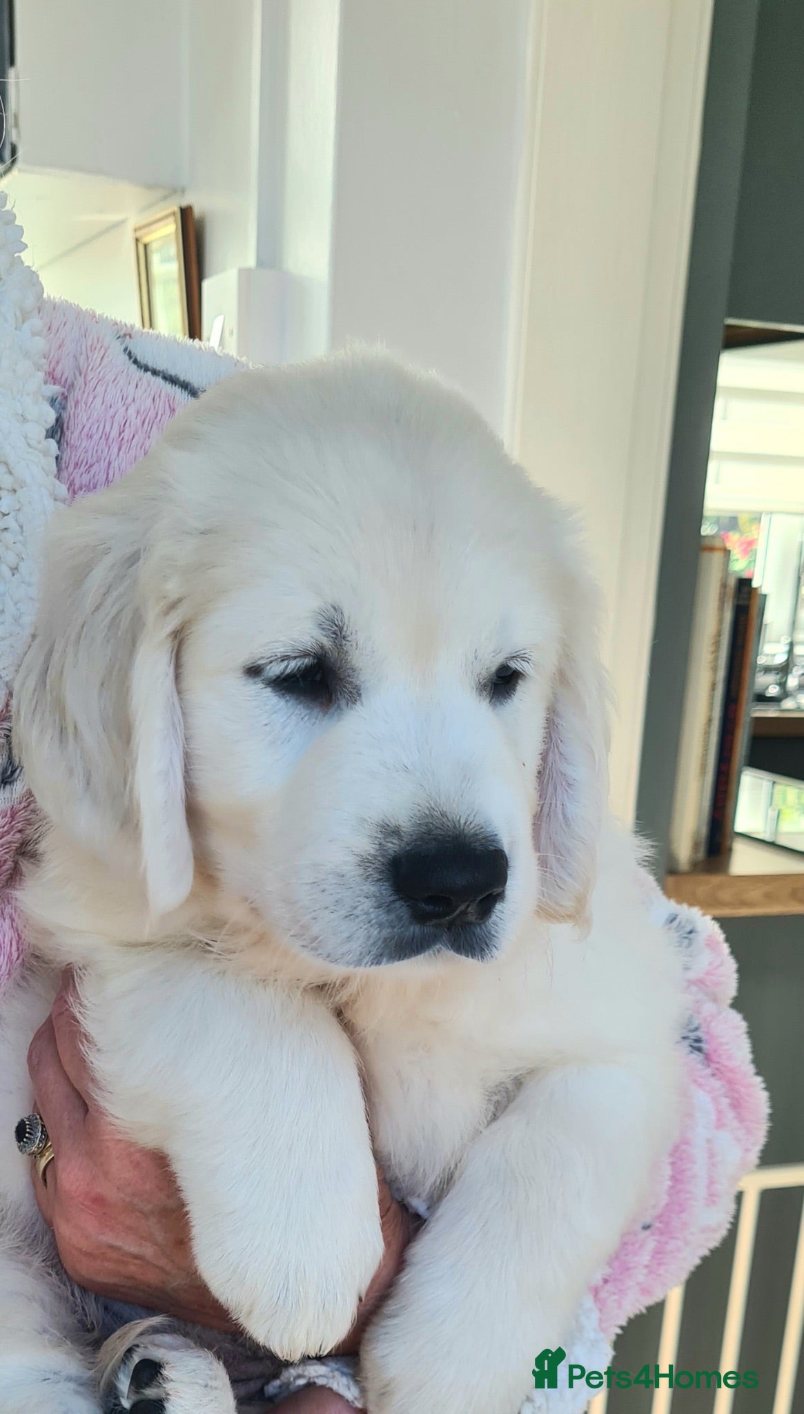 Golden Retriever dogs Kc Registered Golden Retriever puppies - Advert 2