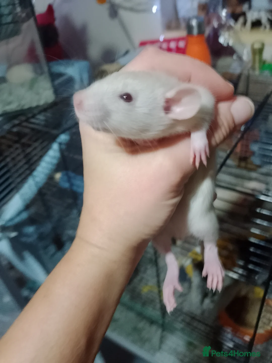 Rat rodents for sale: Dumbo baby rats for sale  - Advert 3