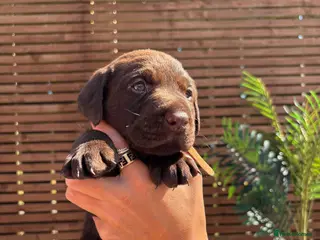 Labrador Retriever dogs KC Labrador Retrievers - Advert 6