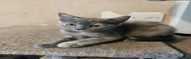 Grey female kitten
