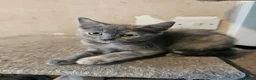 Mixed Breed cats for sale: Adorable grey kittens for sale - Advert 4