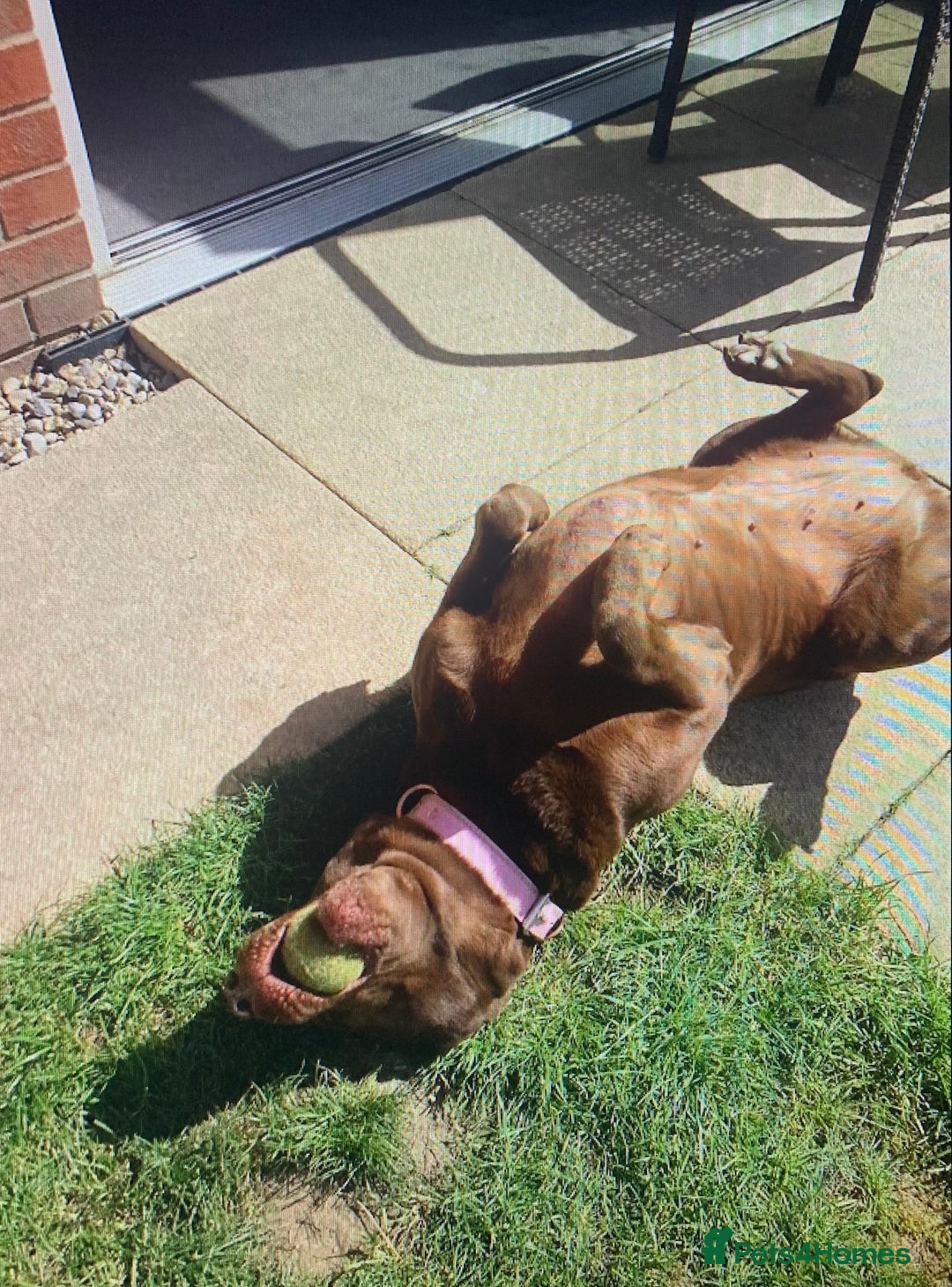 Labrador Retriever dogs for sale: Mia gorgeous chocolate labrador - Advert 3