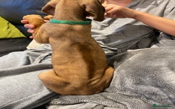 Rhodesian Ridgeback dogs for sale: Pedigree Ridgeback Puppies - READY FOR VIEWING in Scunthorpe - Image 7