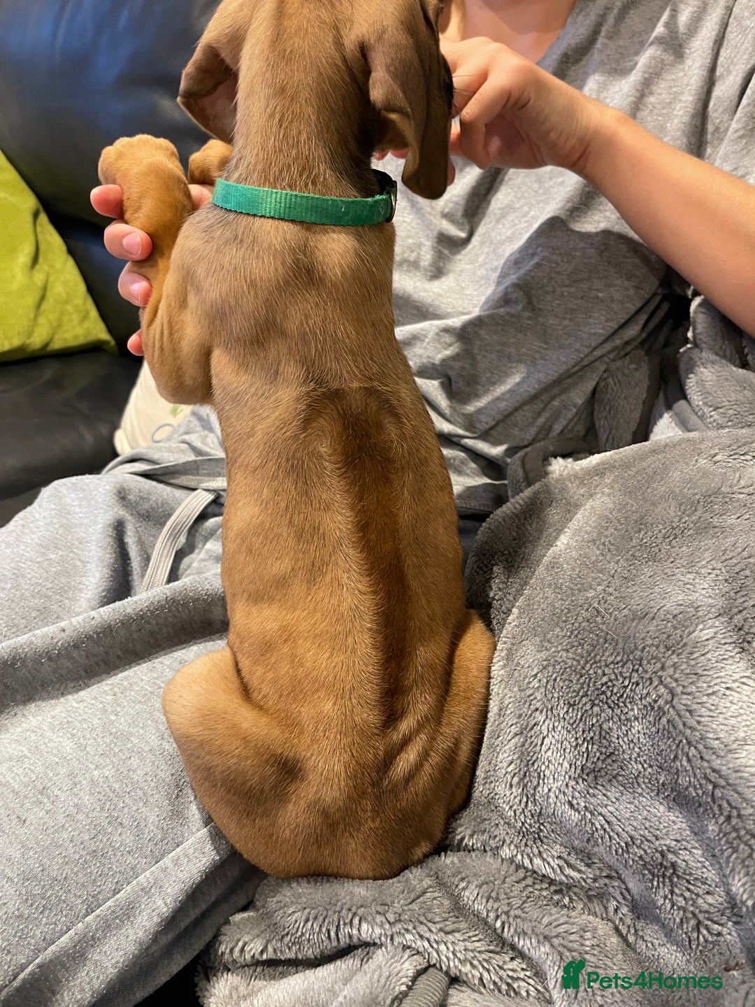 Rhodesian Ridgeback dogs for sale: Pedigree Ridgeback Puppies - READY FOR VIEWING in Scunthorpe - Image 7