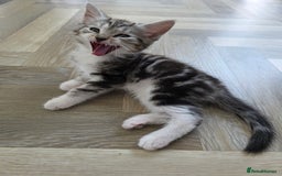 Mixed Breed cats for sale: 5 Beautiful Kittens - Image 9