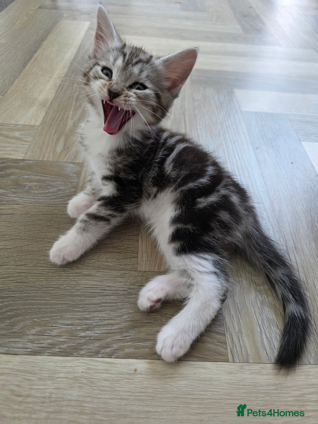 Mixed Breed cats for sale: 5 Beautiful Kittens - Image 9