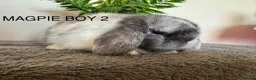 Mini Lop rabbits for sale: ☀️MAGPIE MINI LOPS☀️ - Advert 9