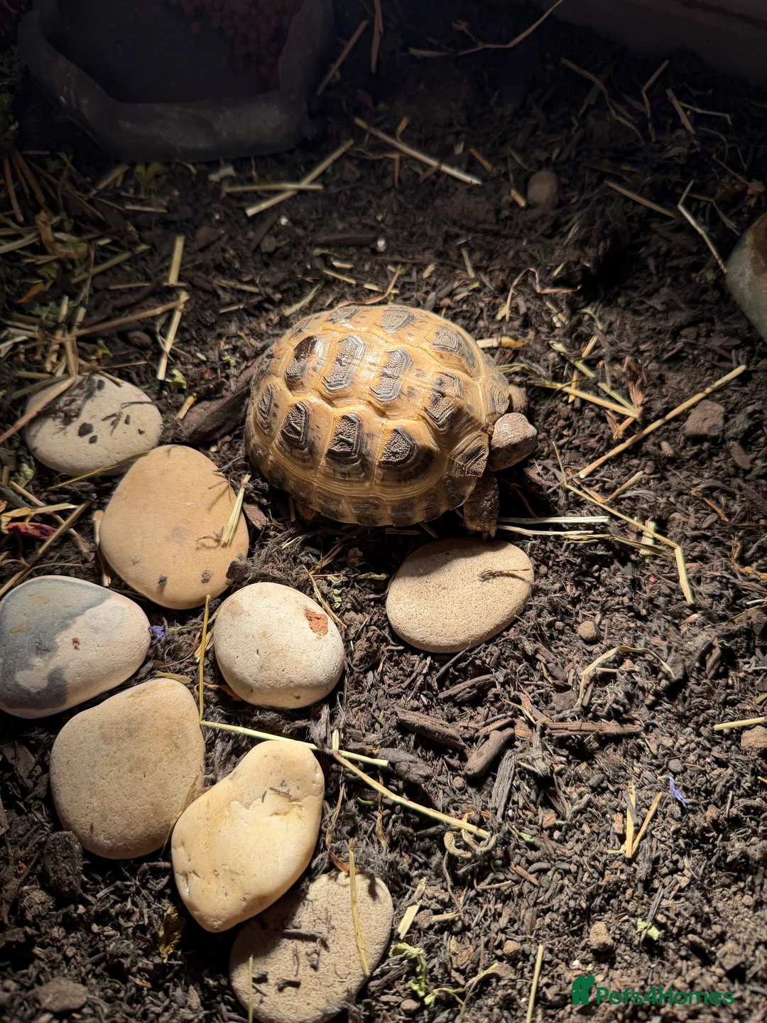 Tortoise reptiles for sale: 2 x horsfield tortoises with complete set up  in Norwich - Advert 2