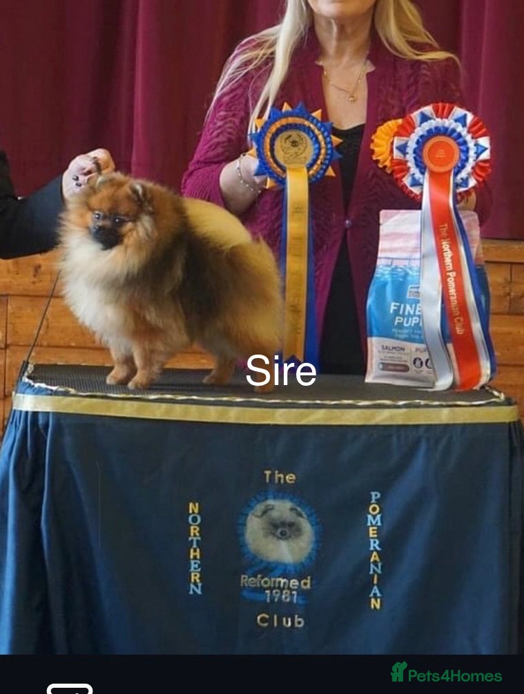 Pomeranian dogs for sale: 1 pom girl available  - Advert 3