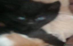 Mixed Breed cats for sale: Absolutely Gorgeous, Affectionate,playful kittens  - Image 19