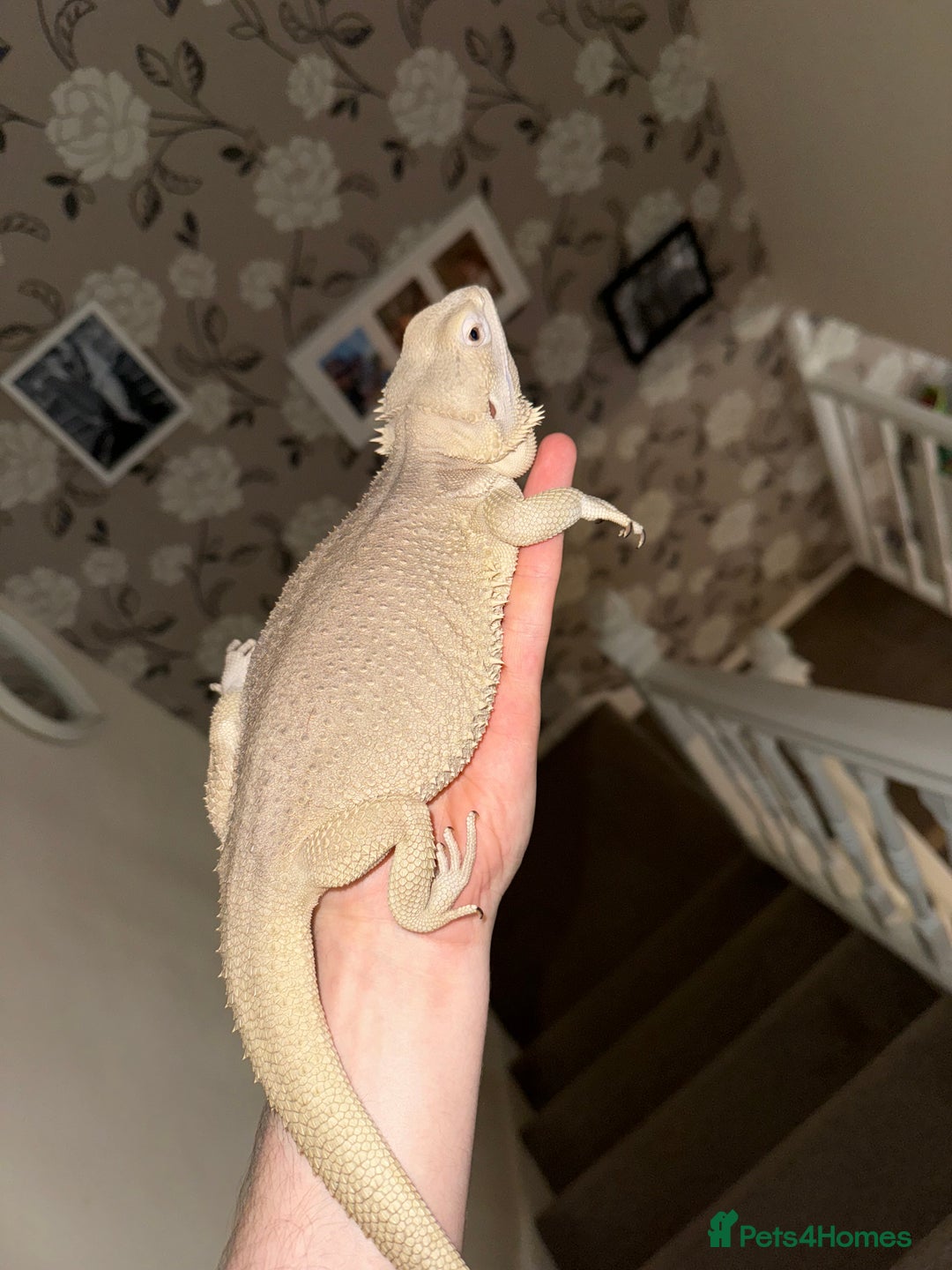 Bearded Dragon reptiles for sale: Zero Bearded Dragon - Image 8