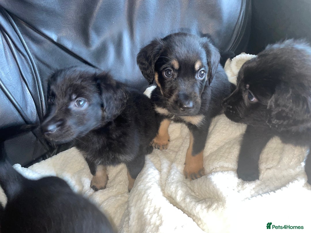 Mixed Breed dogs for sale: Mother cocker spaniel father German Shepherd - Image 6