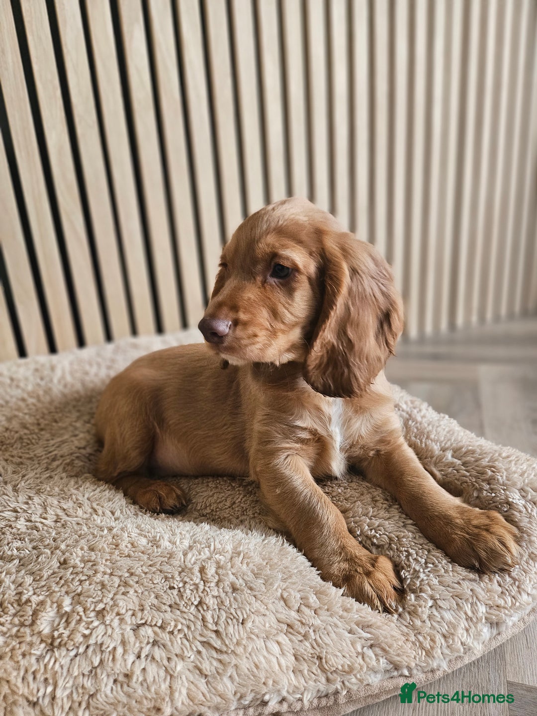 Cocker Spaniel dogs for sale: Health tested working cocker spaniels  - Image 4