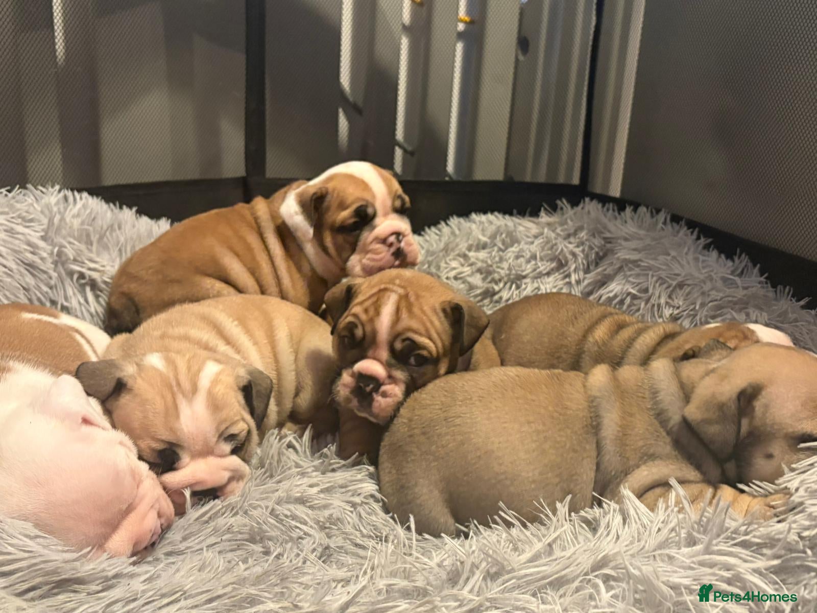 English Bulldog dogs Kc stunning English bulldog puppies - Advert 5