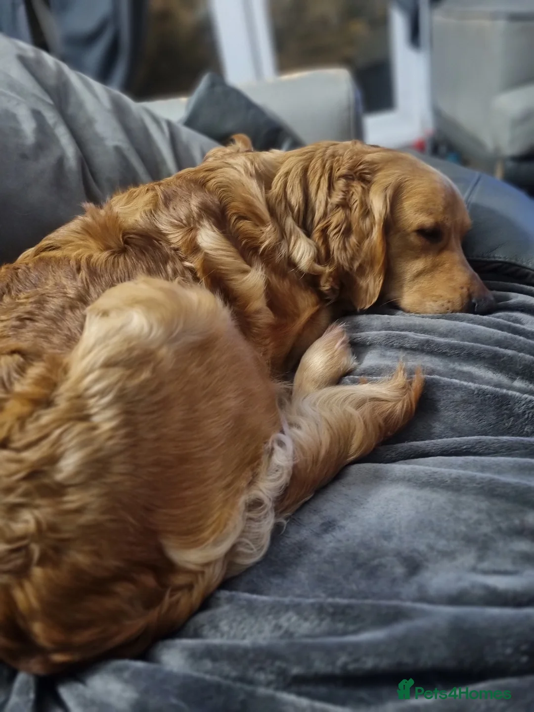 Golden Retriever dogs for sale: KC GOLDEN RETRIEVER PUPPIES  - Advert 6