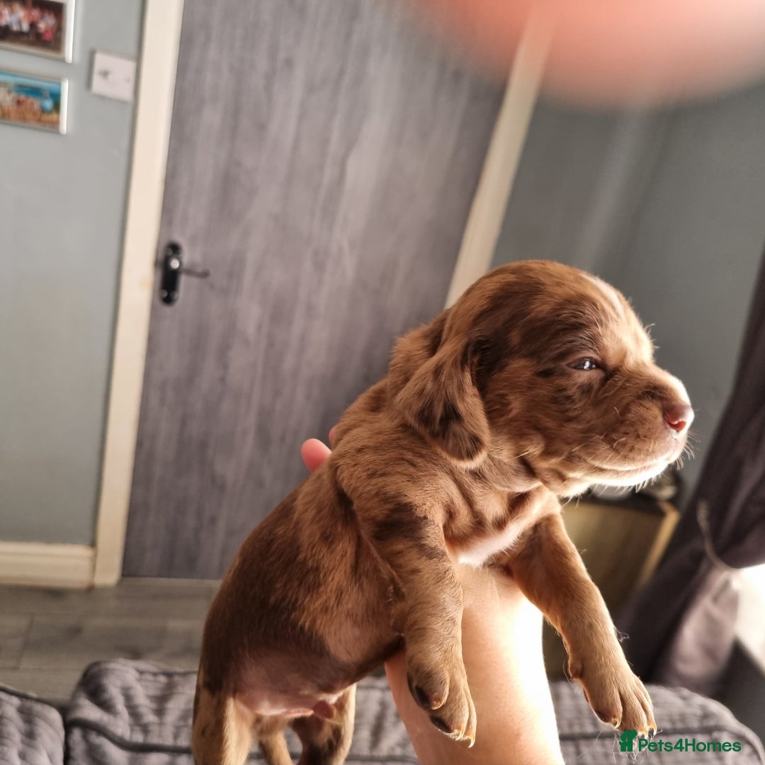 Mixed Breed dogs for sale: Cocker spaniel, dachshund mix  - Image 5