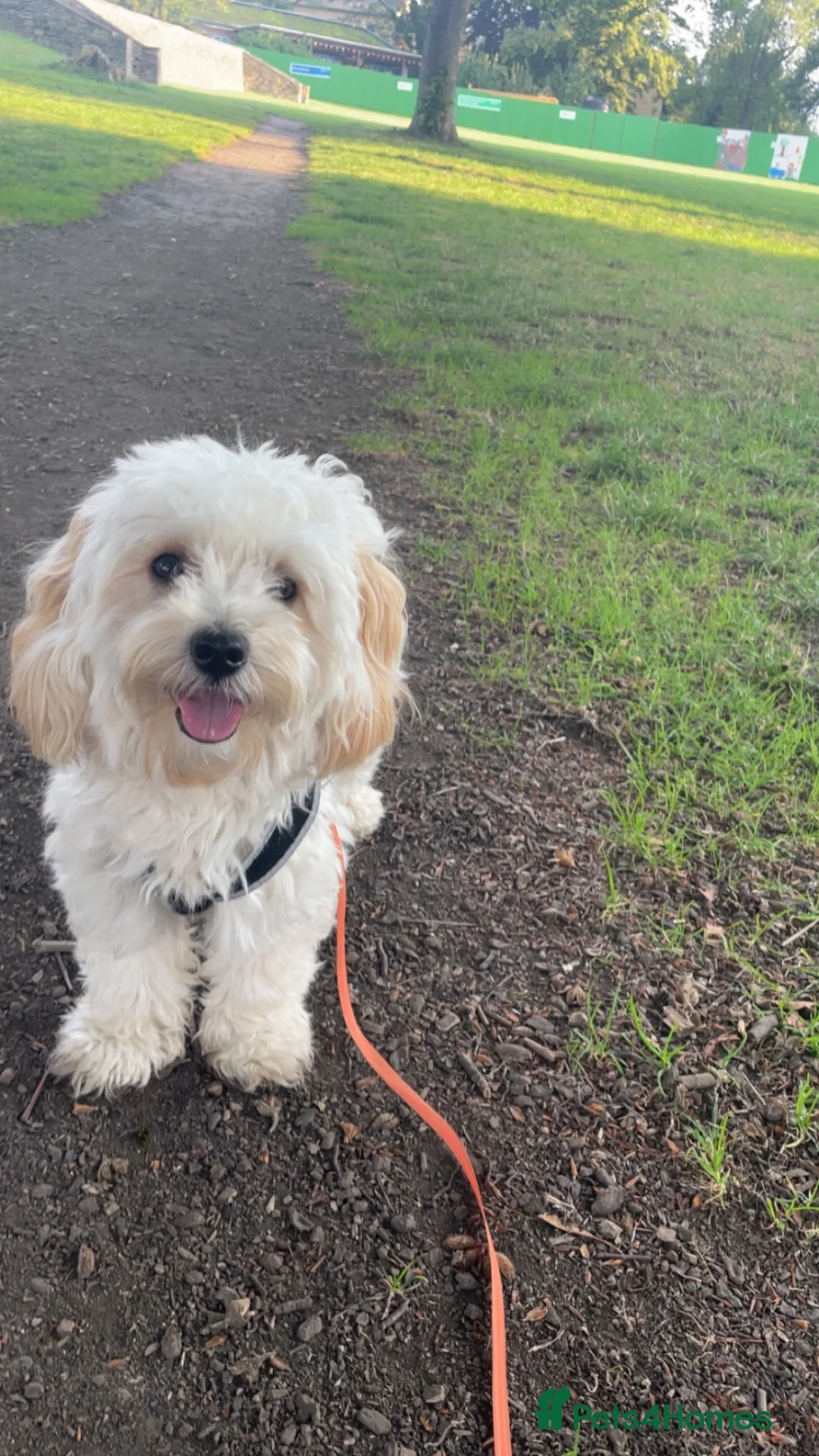 Maltipoo dogs for sale: maltipoo Puppy’s for sale in Brighouse  in Brighouse - Advert 10