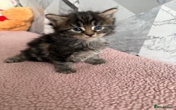 Mixed Breed cats for sale: 4 beautiful kittens  - Image 7