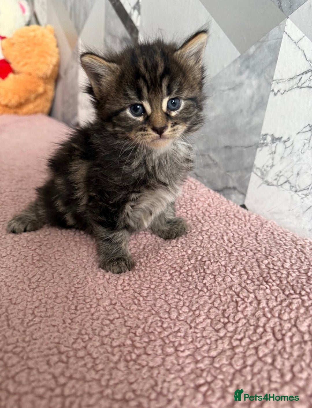 Mixed Breed cats for sale: 4 beautiful kittens  - Image 7