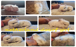 Netherland Dwarf rabbits for sale: Netherland dwarf babies  - Image 3