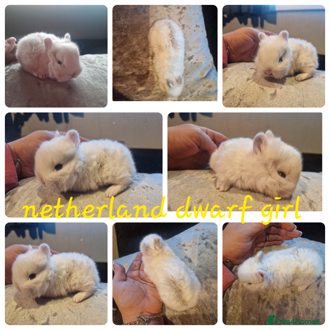 Netherland Dwarf rabbits for sale: Netherland dwarf babies  - Image 3