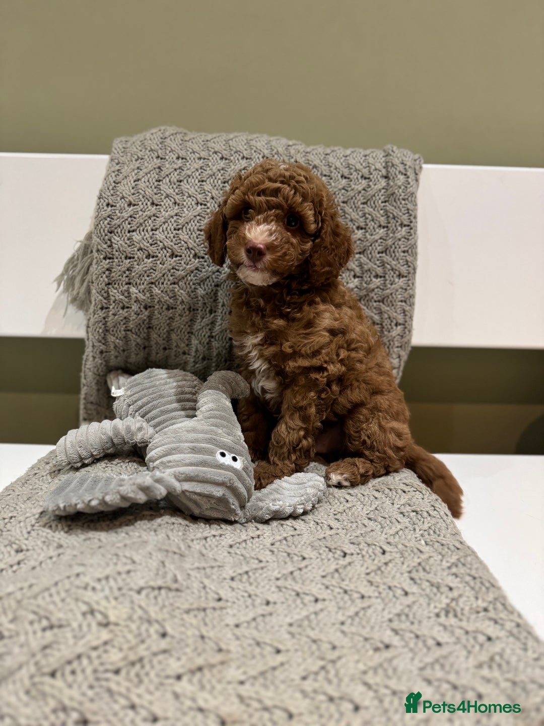 Cavapoochon dogs for sale: Stunning red boy  - Advert 5