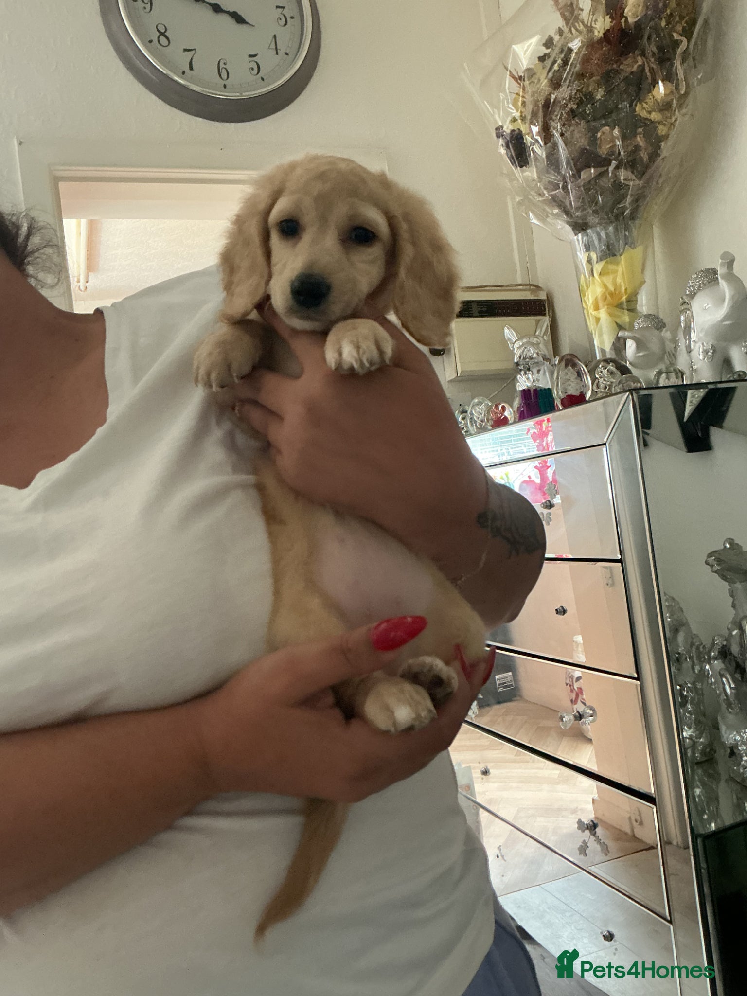 Dachshund dogs for sale: Two beautiful long haired mini dachshund puppies - Advert 2