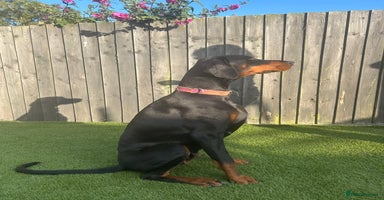 Dobermann dogs - Advert 10