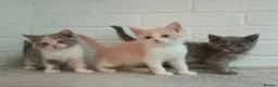 British Shorthair cats for sale: Stunning short haired kittens  - Advert 7