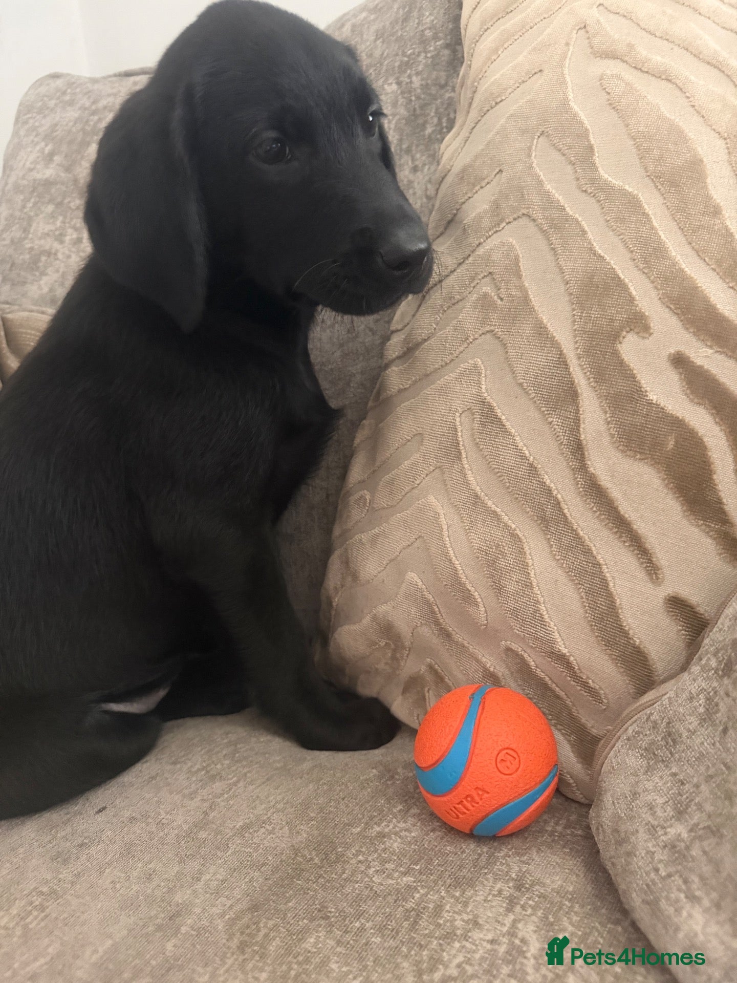 Labrador Retriever dogs Excellent breed KC labs fendawood Harold  lines  - Advert 1
