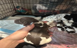 Sprocker dogs for sale: Beautiful sprockers  - Image 6