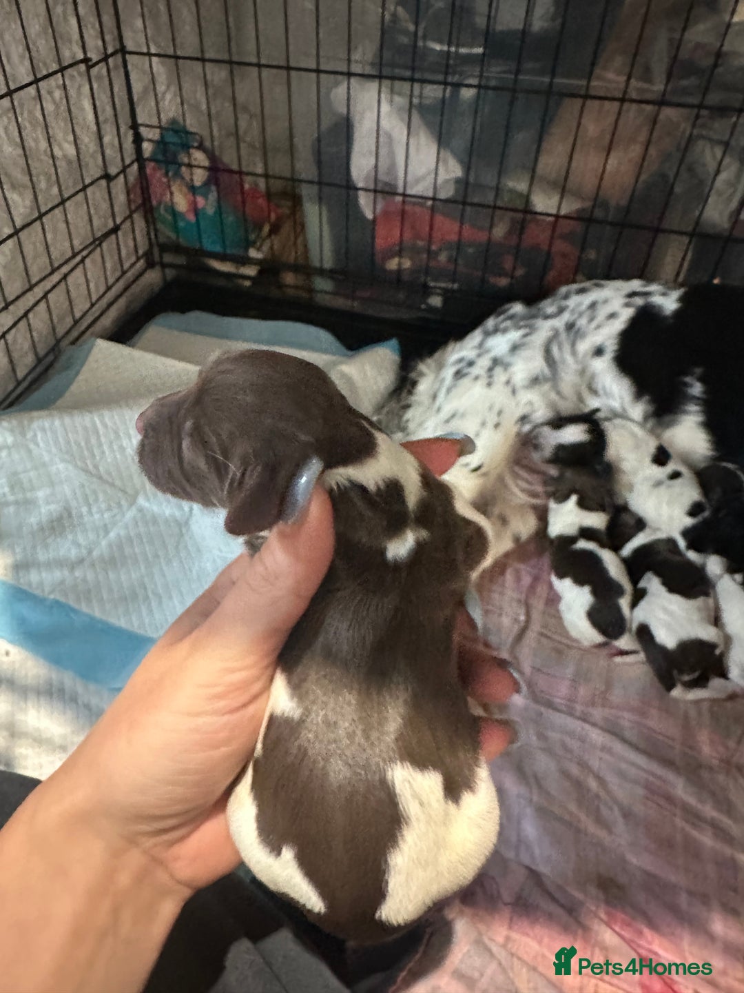 Sprocker dogs for sale: Beautiful sprockers  - Image 6