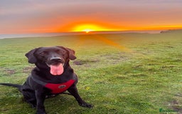 Labrador Retriever dogs for sale: KC registered black lab - 1 boy left!  - Image 4