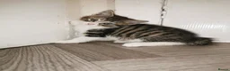 Norwegian Forest Cat cats for sale: For sale// Ready for collection - Advert 14