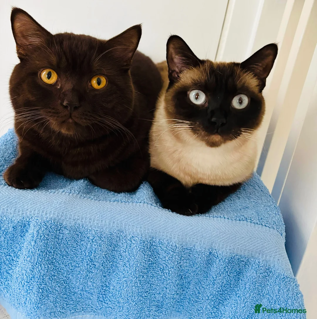 British Shorthair cats for sale: British shorthair kittens  in Trowbridge - Advert 2