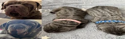 Neapolitan Mastiff dogs for sale: Rare breed Neapolitan mastiff puppies  - Advert 2