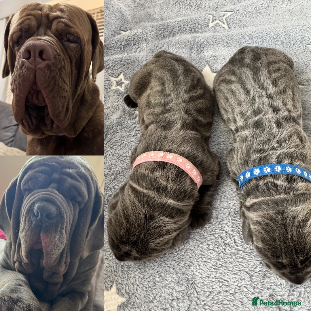Neapolitan Mastiff dogs for sale: Rare breed Neapolitan mastiff puppies  - Advert 2